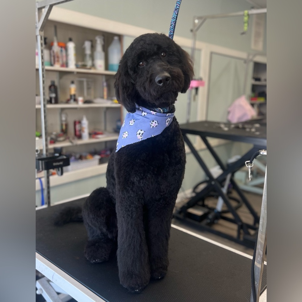 Meet your Posher, Amelia